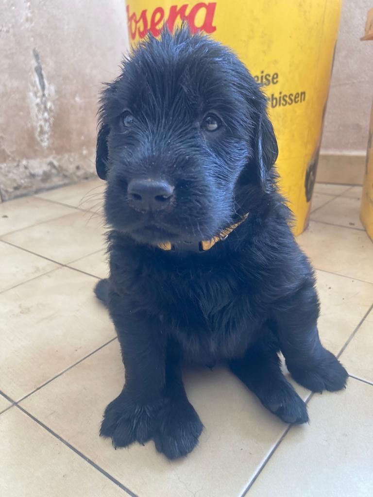 De Métalshaper - Chiots disponibles - Flat Coated Retriever