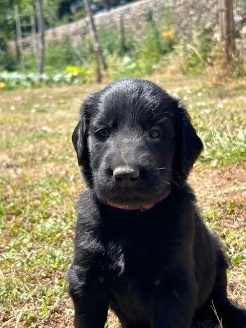 De Métalshaper - Chiots disponibles - Flat Coated Retriever