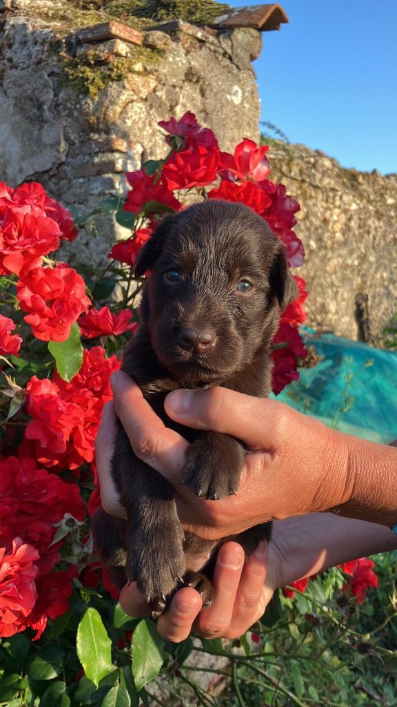 De Métalshaper - Chiots disponibles - Flat Coated Retriever