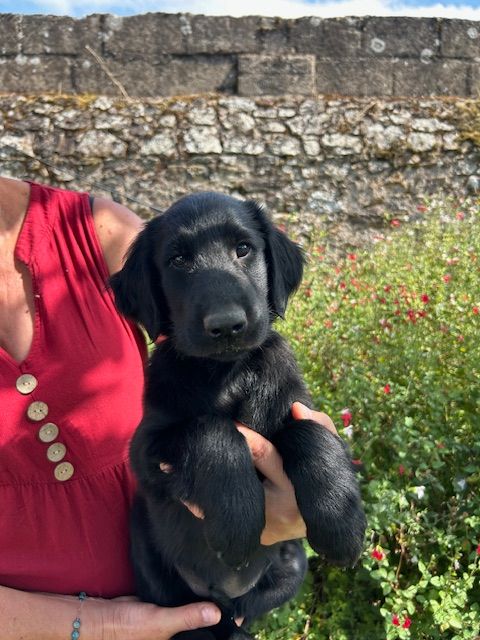 De Métalshaper - Chiots disponibles - Flat Coated Retriever