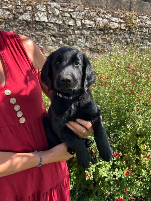 De Métalshaper - Chiots disponibles - Flat Coated Retriever