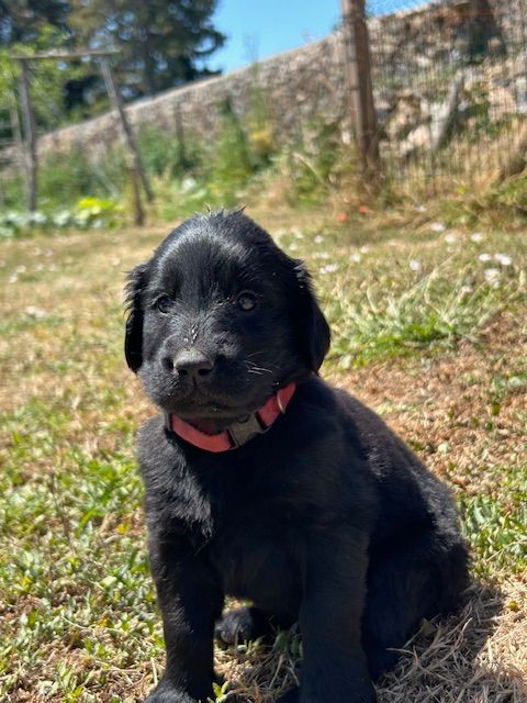 De Métalshaper - Chiots disponibles - Flat Coated Retriever