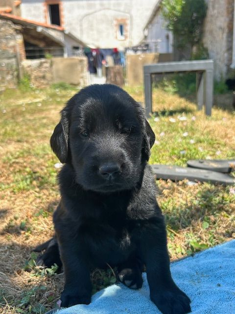 De Métalshaper - Chiots disponibles - Flat Coated Retriever