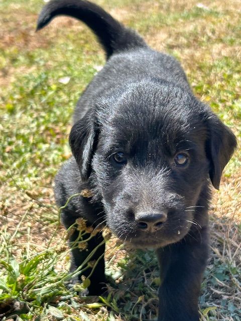 De Métalshaper - Chiots disponibles - Flat Coated Retriever